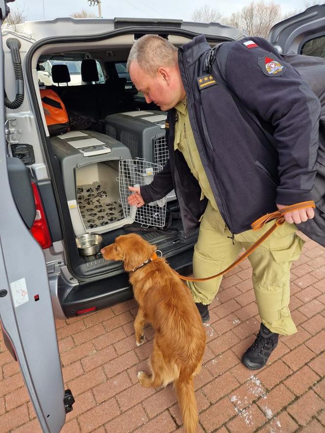 Dwóch strażaków z psami i lekarka gotowi do wyjazdu do Turcji