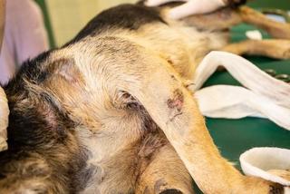 Pies Szymek z ciężkimi obrażeniami trafił do Fundacji ADA [GALERIA]