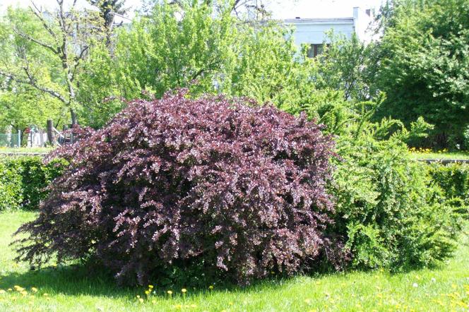 Berberys Thunberga 'Atropurpurea'