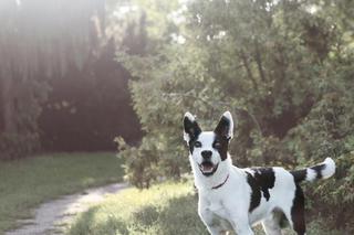 Canicross – jak biegać z psem