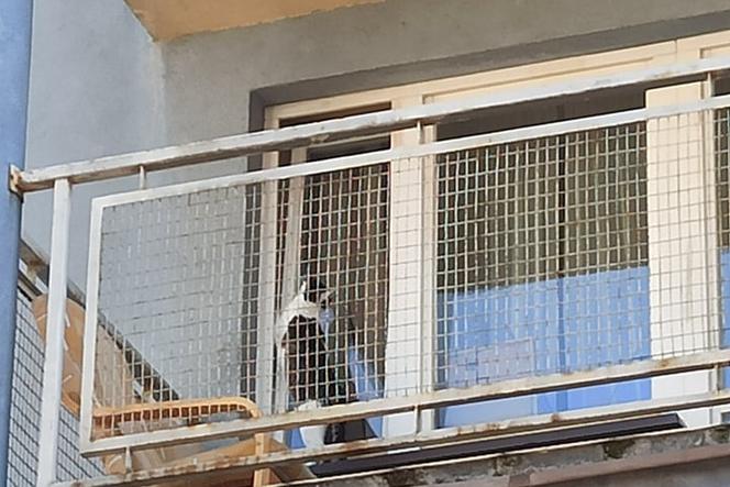 Kraków: ktoś zamknął na balkonie kota. Zwierzę na zewnątrz przebywało kilka dni!