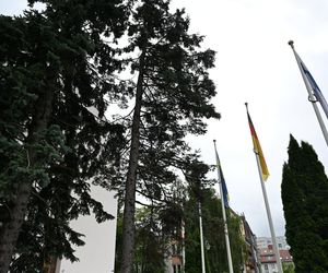 Cyfrowa inwentaryzacja drzew w Kołobrzegu