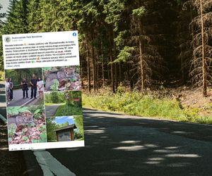 Przestraszony mały wilk krążył przy drodze. Szczenię było odcięte od stada