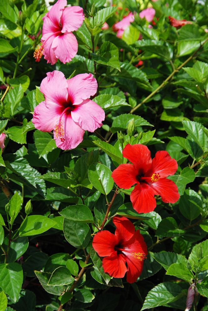 Hibiskus