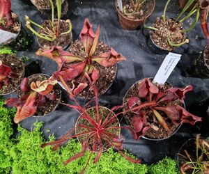 Egzotyczny świat zawitał do Bydgoszczy! ZooEgzotyka 2025 i Targi Akwarystyki przyciągnęły tłumy