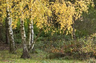 Brzoza brodawkowata = Brzoza biała - Betula pendula = Betula verrucosa = Betula alba