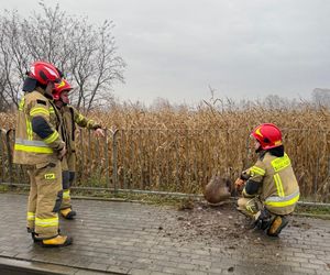 Uratowali sarnę z metalowej pułapki. Zwierzę utknęło w przydrożnej barierce