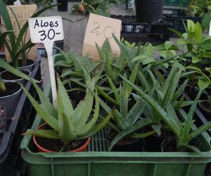 Jesienny Kiermasz Ogrodniczy 2023. Tłumy przy bydgoskim Torbydzie [ZDJĘCIA]