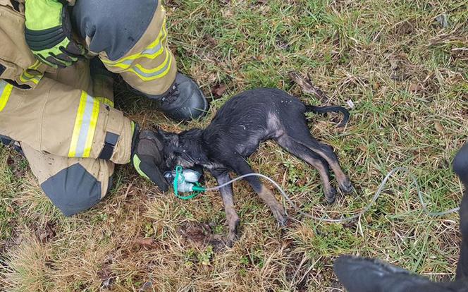 Sochaczew. Kobieta z piątką dzieci uciekła przed pożarem! Strażacy uratowali psa! [ZDJĘCIA]