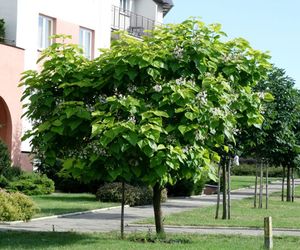 Surmia bignoniowa = Katalpa - Catalpa bignonioides