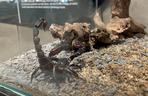 Wystawa pająków i skorpionów w Nowym Sączu