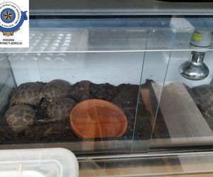 Dramatyczna interwencja w sklepie zoologicznym na Śląsku. Zwierzęta przetrzymywane w skandalicznych warunkach