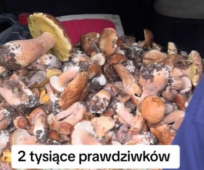 Wysyp grzybów na Mazurach. Tysiące prawdziwków w lesie pod Nidzicą