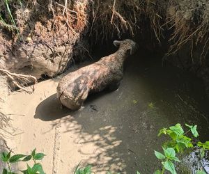 Cielak wpadł do głębokiego wykopu. Na pomoc ruszyli strażacy
