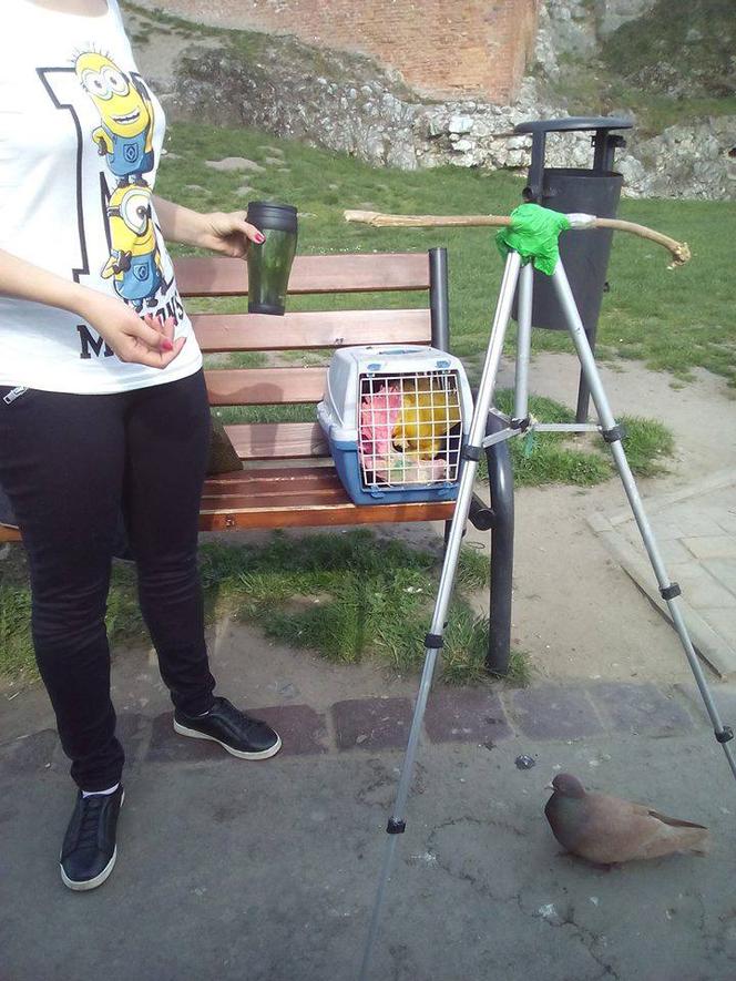 Kraków: Ukrainka zafarbowała gołębie i zarabiała na zdjęciach przy Smoczej Jamie [ZDJĘCIA]