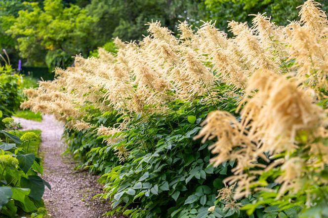 7 najładniejszych ogrodów botanicznych w Polsce. Kiedy je odwiedzić i gdzie są?