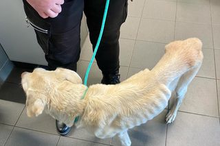 Mówią o niej Pusia, bo wyobrażają sobie, że kiedyś była puszystym szczeniakiem. Teraz ma skrajną niedowagę, zaćmę. To zrobił jej człowiek