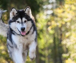 Już we wrześniu DogTrekking TropDoGrzybka w Jastrzębiu-Zdroju