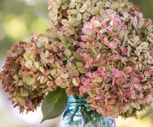 Jak suszyć hortensje, żeby wyglądały jak żywe?