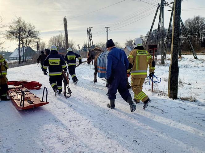 Dramatyczna akcja strażaków na jeziorze, konie wpadły pod lód. Ludzie mówią, że spłoszyły je wilki