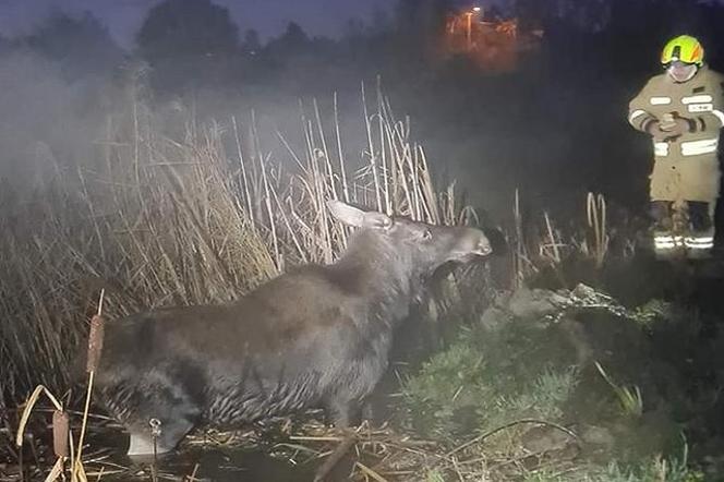 Łoś utknął na bagnach w Niewodnicy Koryckiej. Zwierzę uratowali strażacy [ZDJECIA]