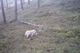 Biały wilk i jego ofiara uchwycone przez kamerę. Fascynujące nagranie z Pomorskiego [ZDJĘCIA]