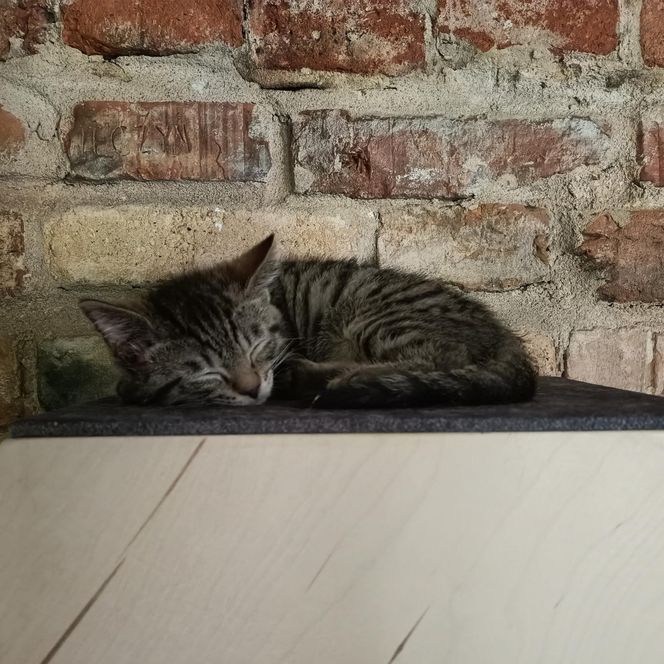 Tramwajowe koty szukają domu. "Fabryka Mruczenia", mały Duńczyk i spółka polecają się do adopcji.