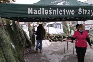 Duże zainteresowanie choinkami za oddanie krwi. 100 sztuk poszło w kilka godzin! 