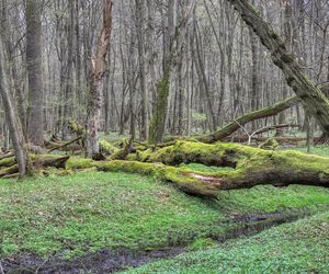 W tym małopolskim lesie polowali niegdyś królowie. Dziś hodują tam żubry 
