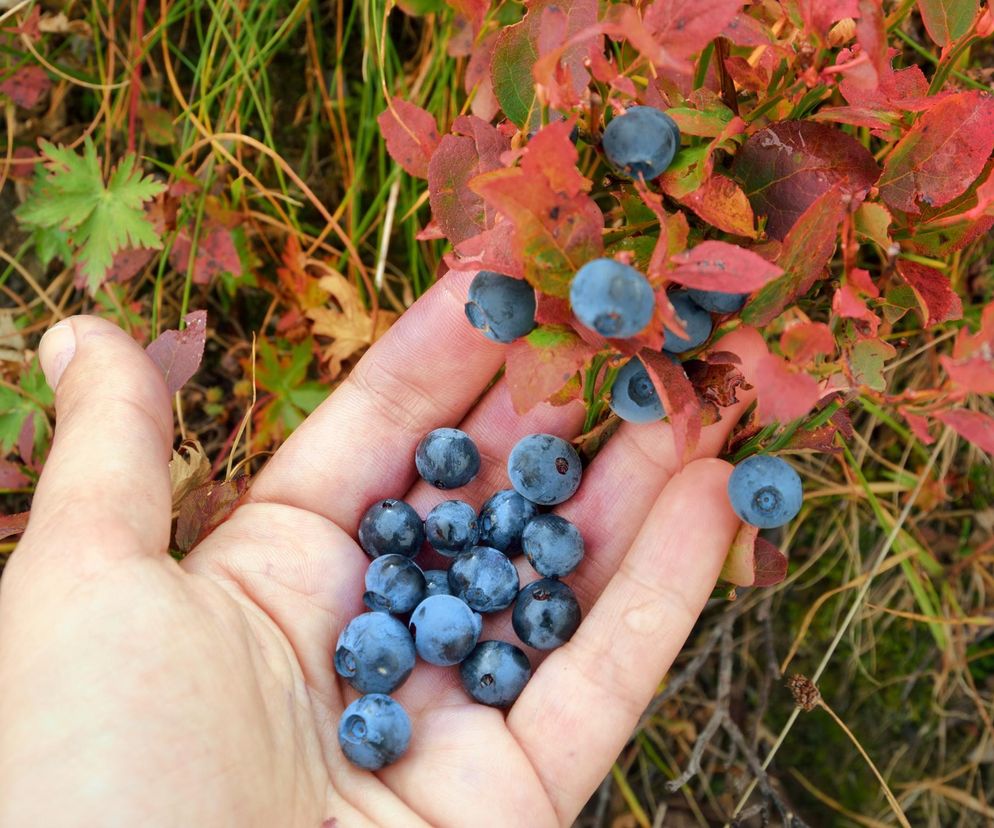 Jesienna pielęgnacja borówek
