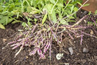 Co to są rozłogi korzeniowe, do czego służą roślinie? Rozmnażanie przez rozłogi