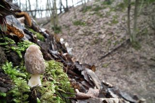 Już niebawem w polskich lasach pojawią się wyjątkowe grzyby. Za kilogram płacą nawet 500 zł! 