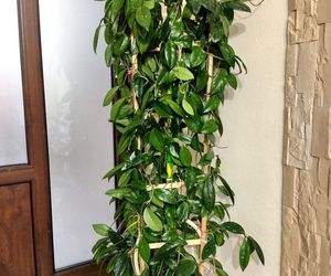 Rośliny doniczkowe na podporach