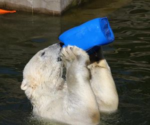 ZOO w Warszawie ma już 97 lat. Wielka feta w stołecznym ogrodzie! Jakie tajemnice kryje jego historia?