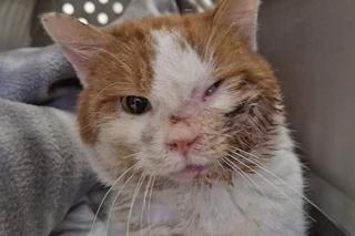 Kot Pirat został przejechany przez dwa samochody