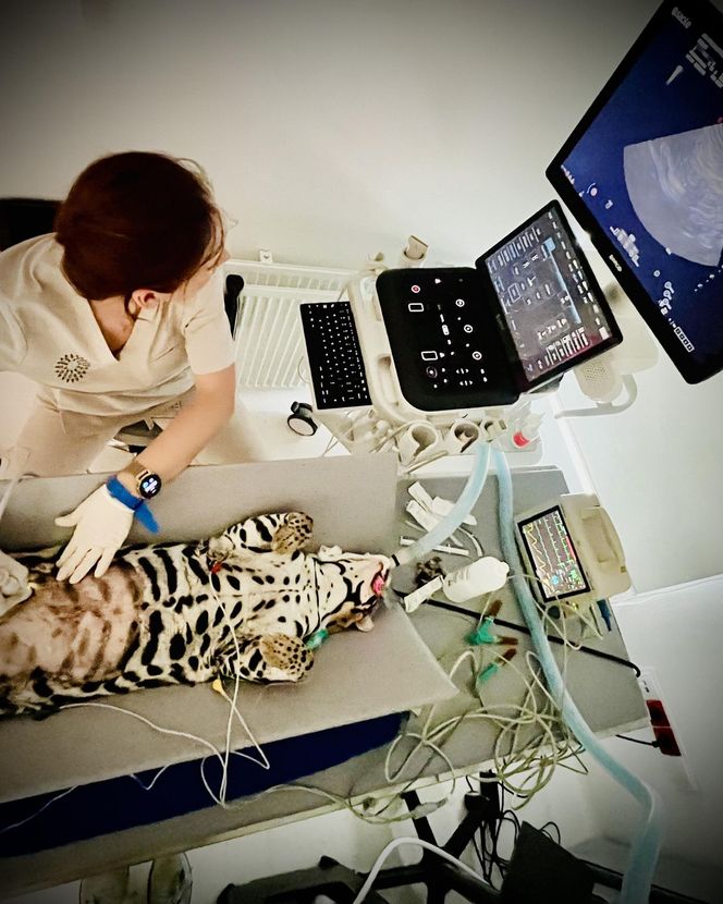 Dziki kot u weterynarza.