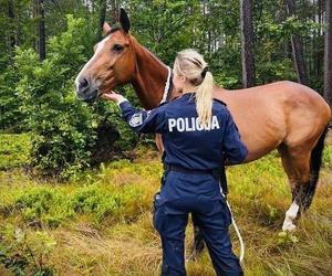 Koń uciekinier galopował po ekpresówce. Policjanci zamiast kajdanek użyli lassa