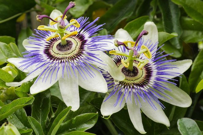 Passiflora - męczennica - egzotyczne pnącze o oryginalnych kwiatach