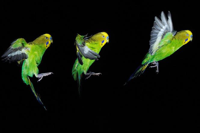 Zielona papuga papugi