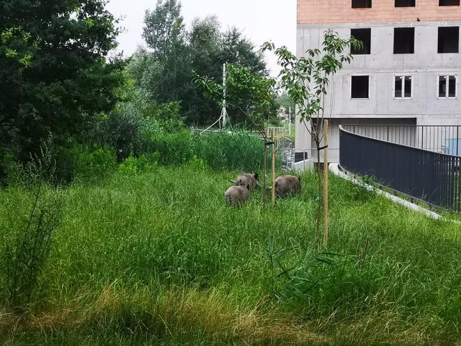 Dziki na osiedlu Czerwone Maki w Krakowie