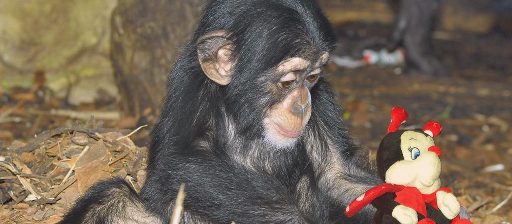 Zabawki dla zwierzaków