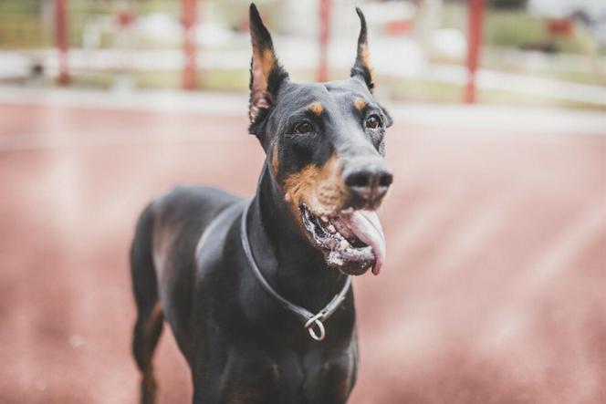 Życie 23-latki było zagrożone, ale doberman nie pozwalał do niej podejść! Dramatyczna interwencja w Gdańsku 