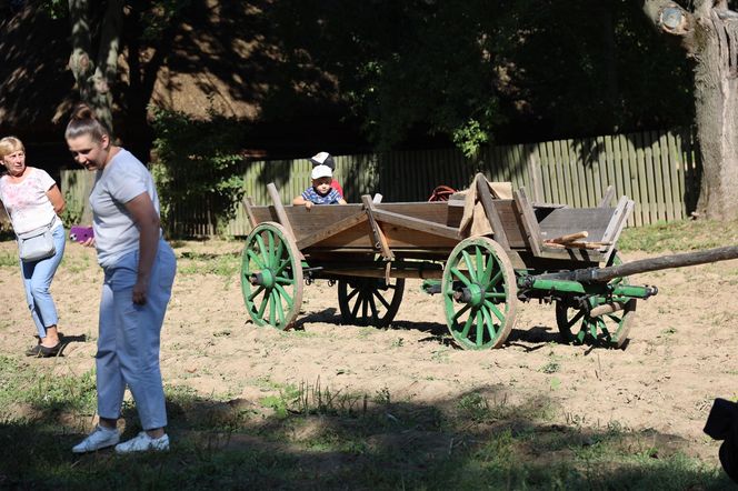 W skansenie w Lublinie pokazali, jak dawniej wyglądały wykopki kartoflane