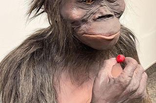 Ikona nauki, słynna prakobieta LUCY pojawi się w Uniwersyteckim Centrum Przyrodniczym