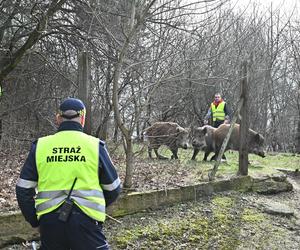  Obława na dziki w Legionowie. Komendant straży miejskiej apeluje: Nie dokarmiajmy!