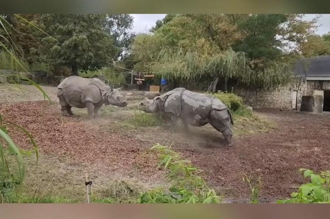 Teściowa kontra synowa w Warszawskim ZOO! Nosorożce w starciu o dominację na wybiegu