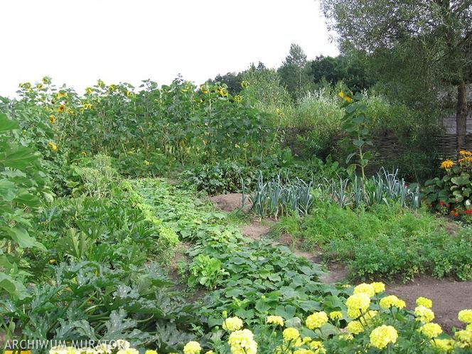 Ekologiczny ogrodek warzywny