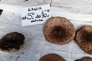 To ostatni moment na grzyby. Jakie są ceny gąsek, rydzów i kozaków w listopadzie w Krakowie?