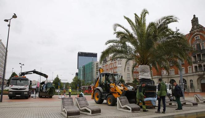 Palmy oficjalnie wróciły na katowicki Rynek. Witamy ponownie w Las Palmas de Katowice