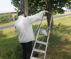 Ratował boćka na słupie, spadł z drabiny